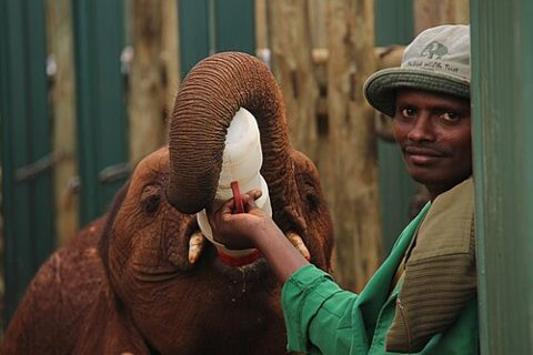 David Sheldrick Wildlife Trust