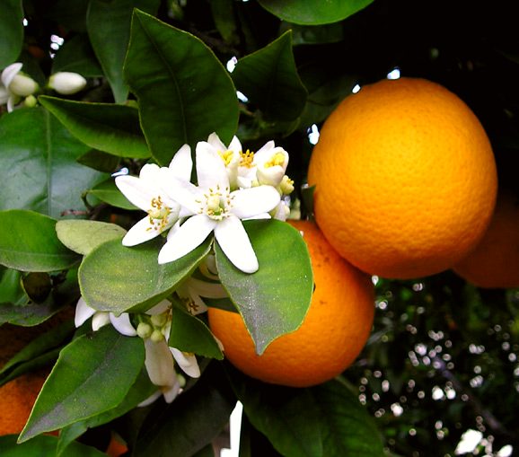 Local food and drinks - Valencia
