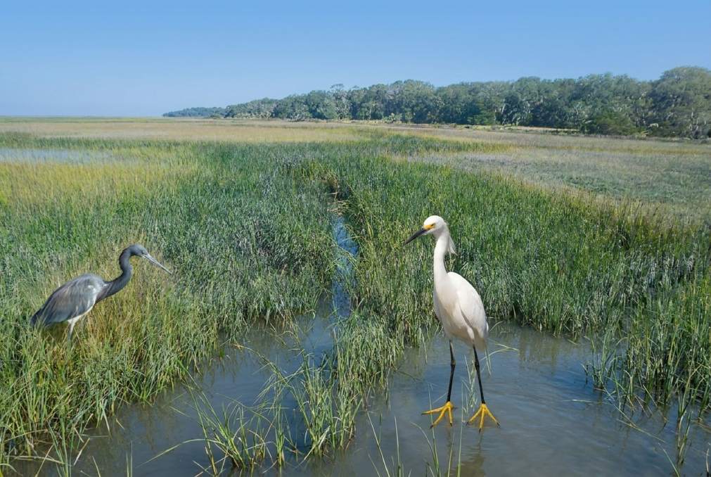 Wildlife on Cumberland Island