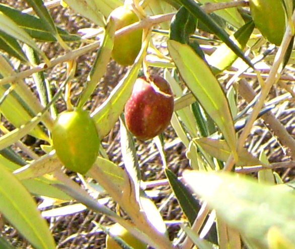 Local food and drinks - Cazorla