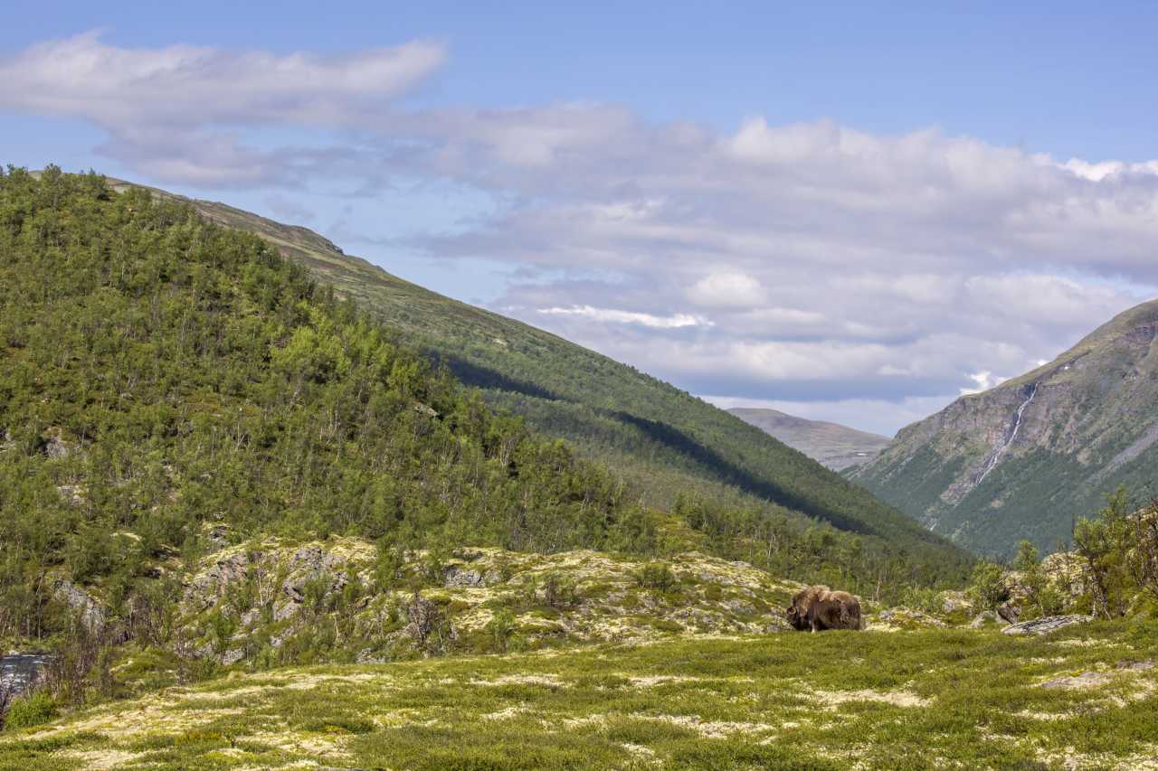 Dovrefjell-Sunndalsfjella National Park