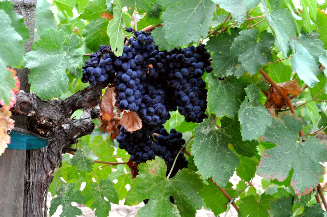 Napa Valley