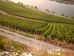 Local food and drinks - Epinal