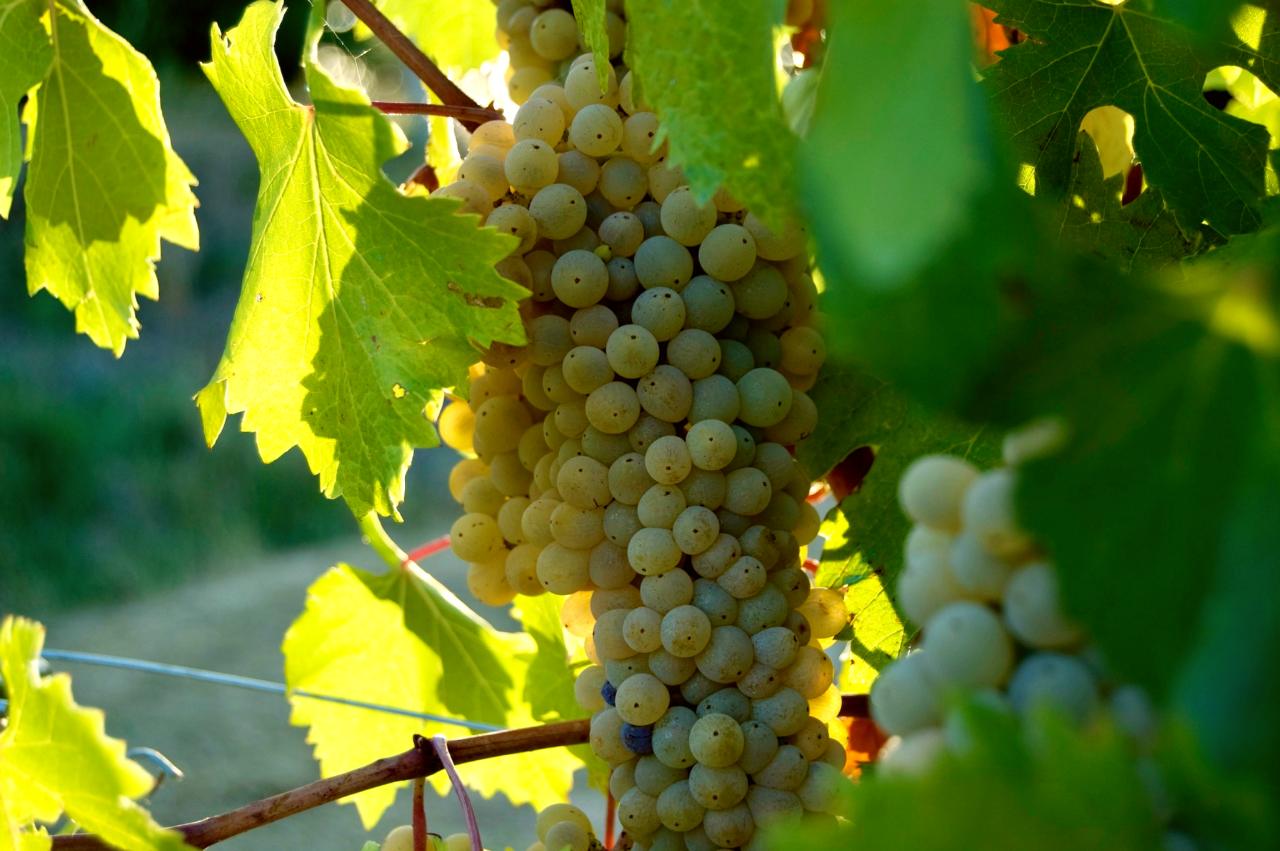Local food and drinks - Montefalco