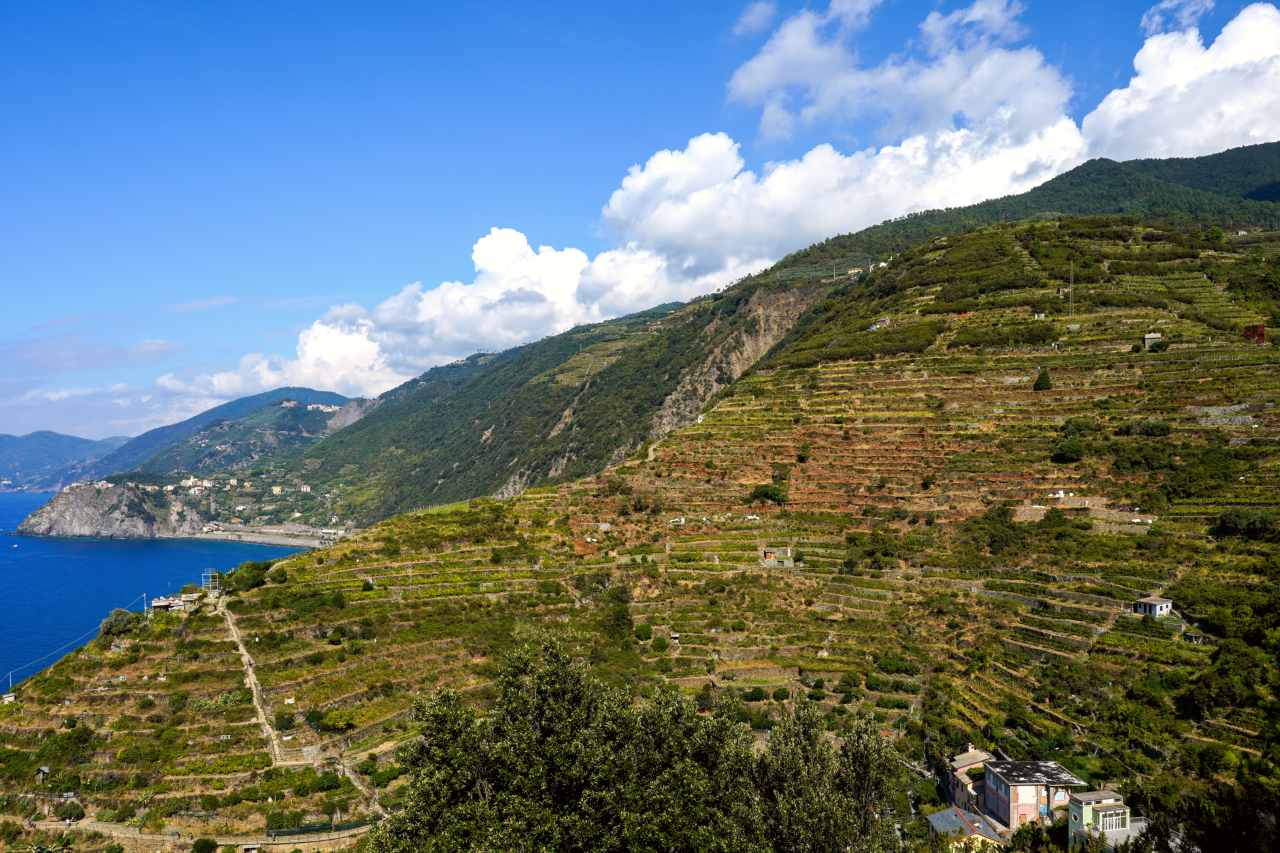 Vineyards in terraces above Manarola