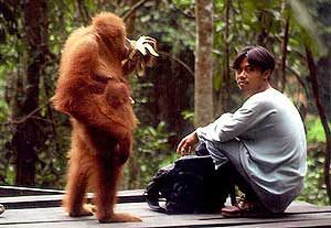 Geschichte - Bukit Lawang