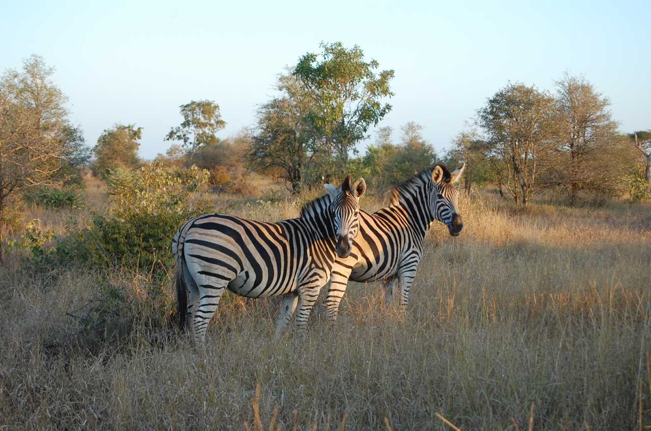 历史 - Kruger National Park