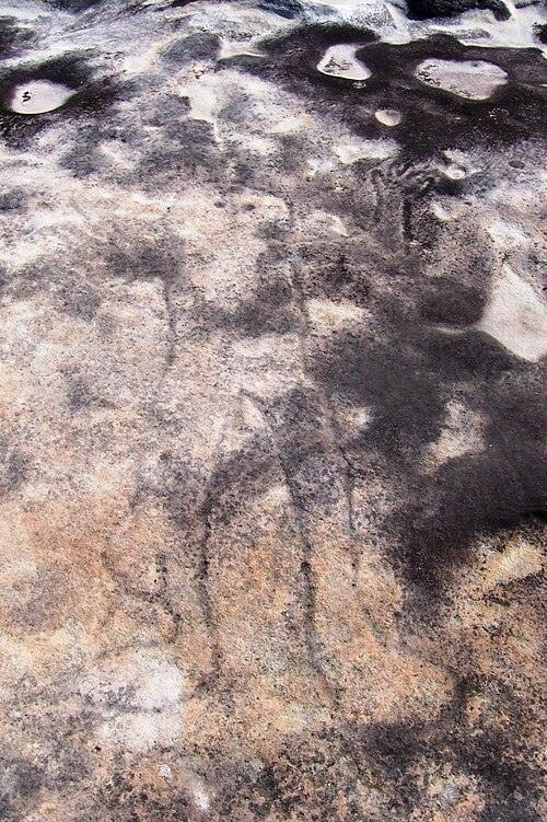 历史 - New South Wales