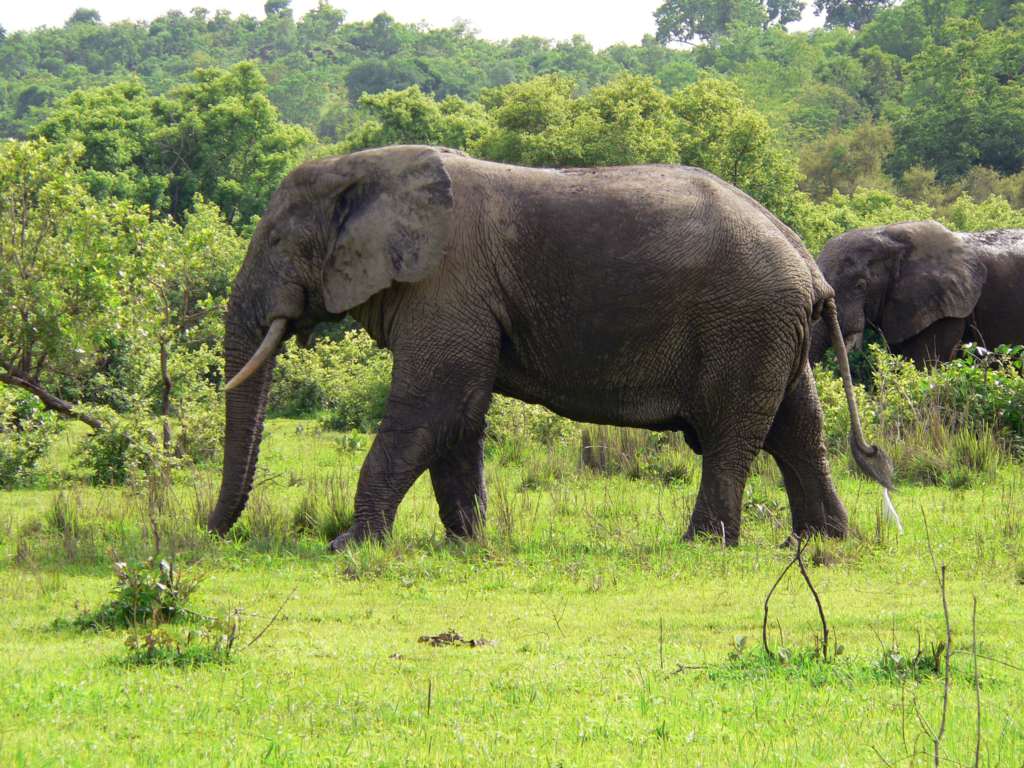 Histoire - Mole National Park