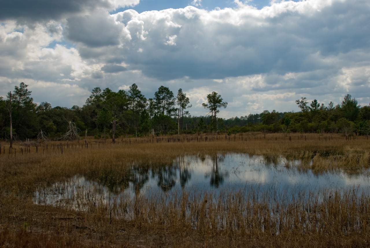 Geschichte - Ocala National Forest