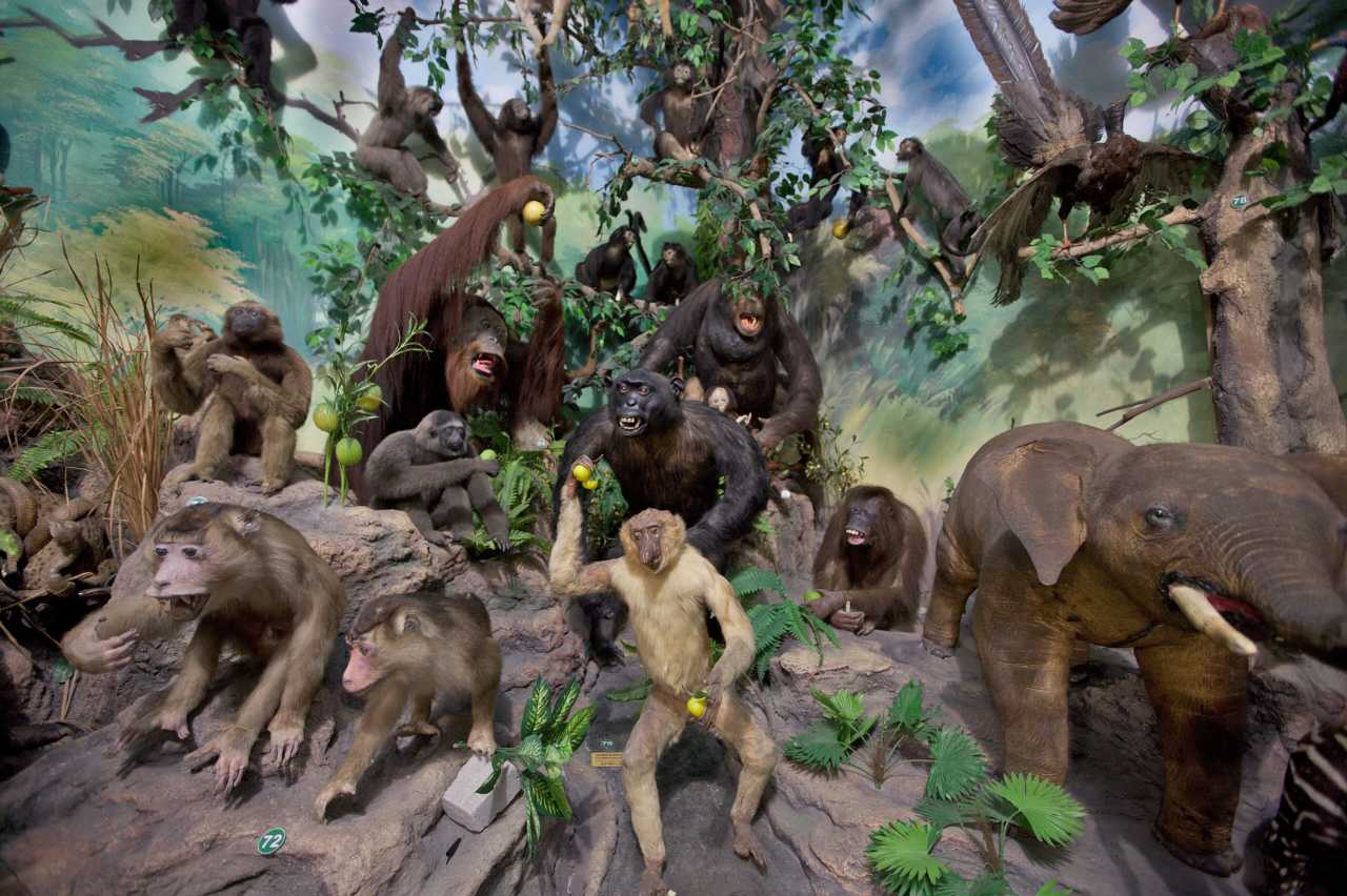 Rahmat International Wildlife Museum