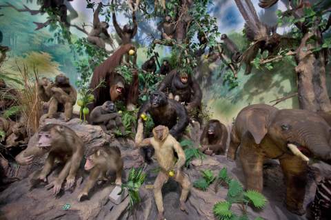 Rahmat International Wildlife Museum