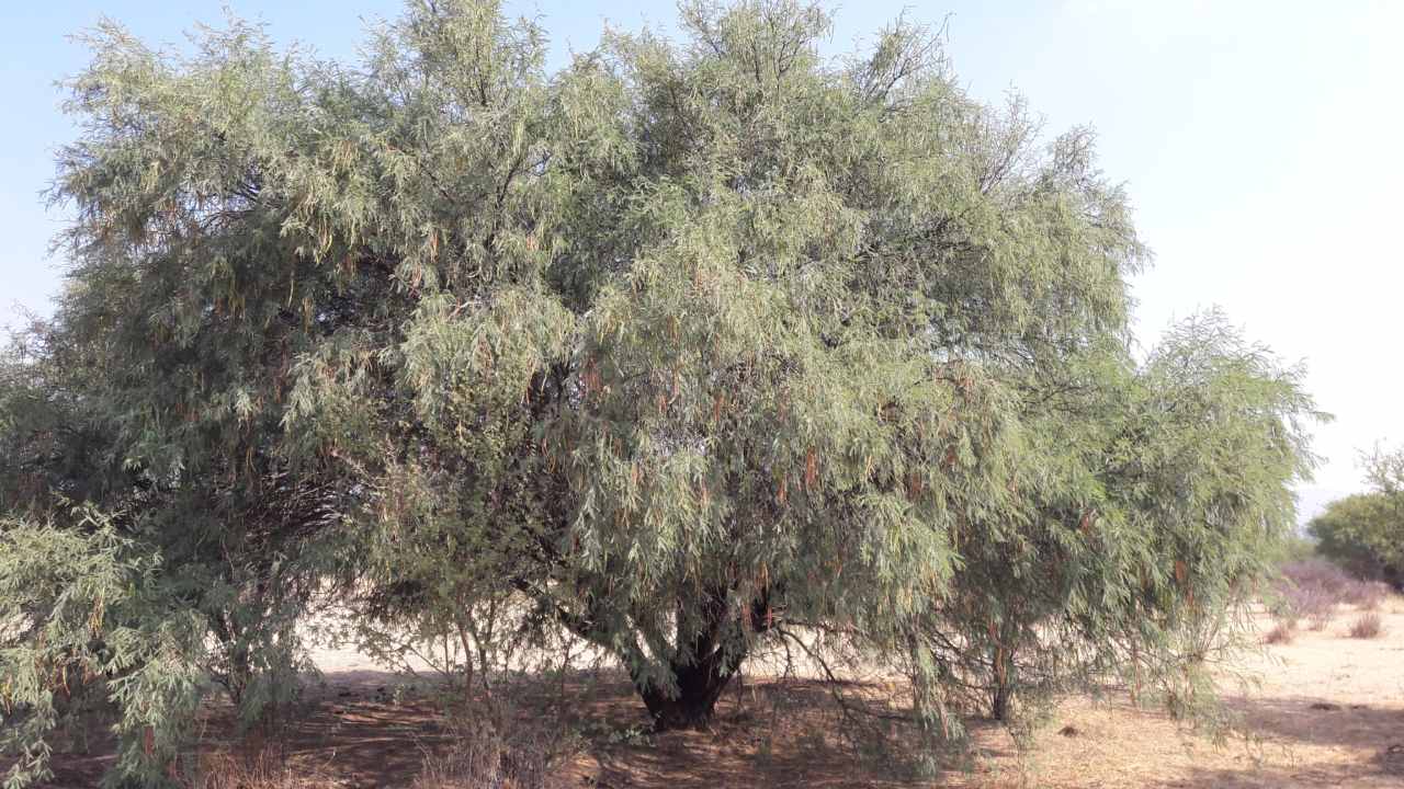 Mesquite