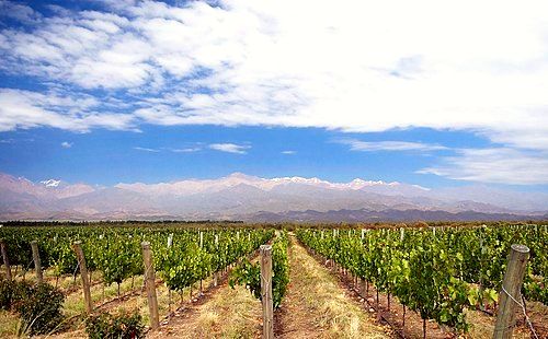 Vineyards in Uco Valley