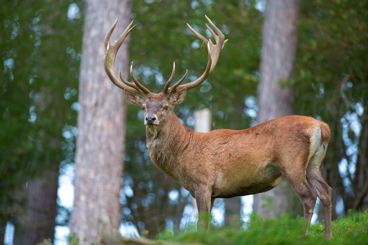 Geschichte - Red Deer