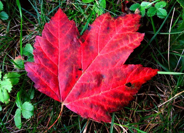 Local traditions - Revelstoke