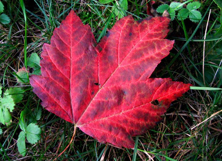 Lokale Traditionen - Canada