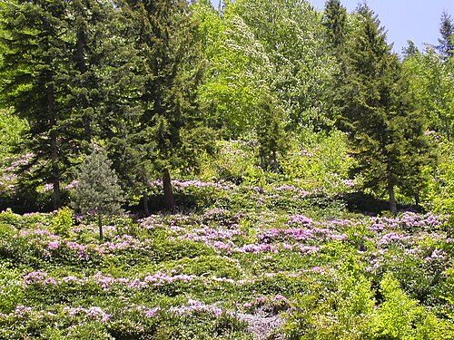 Örümcek Forest in Gümüşhane