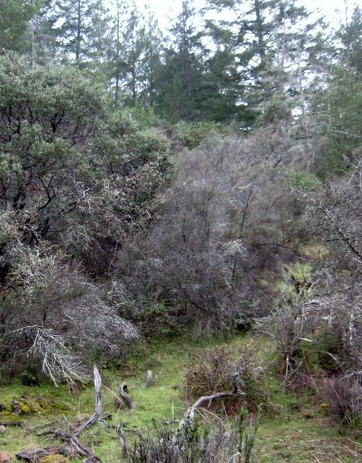 Bothe-Napa Valley State Park