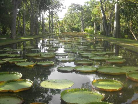 Pamplemousses Botanical Garden