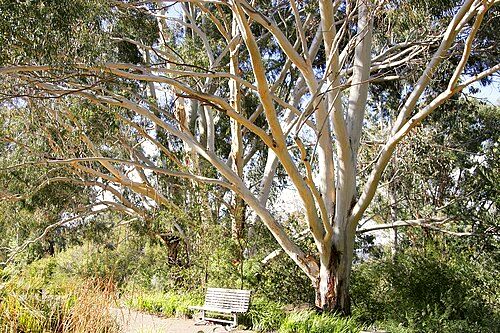 Australian National Botanic Gardens
