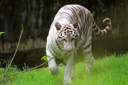 Alipore Zoo