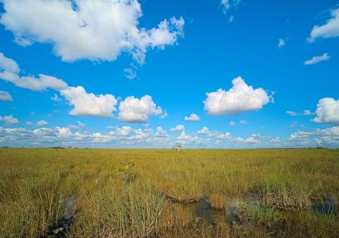 Everglades