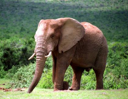 Addo Elephant National Park