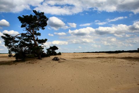 Hoge Veluwe