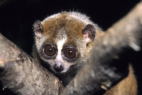 Duke Lemur Center